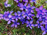 57 Gentiana verna (Genziana primaticcia)